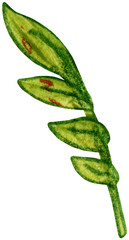 Branch with leaves. Illustration hand drawn with acrylic paint and color pencils