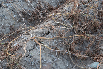 Trockener Boden auf dem Acker im Sommer 2018