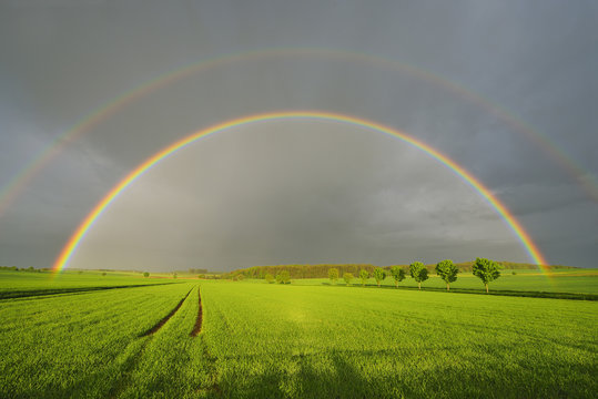 Maple Trees in Grain Field with Double Rainbow in Spring, Bad Mergentheim, Baden-Wurttemberg, Germany