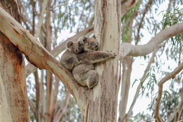 Mum and Baby Koala in a Gum Tree