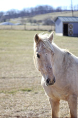 Obraz premium Horses on a Farm