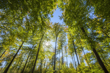 View looking-up into Beech treetops with Sun in Early Fall, Spessart, Bavaria, Germany