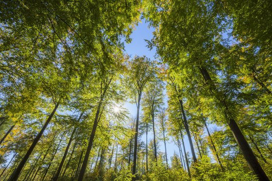 View looking-up into Beech treetops with Sun in Early Fall, Spessart, Bavaria, Germany