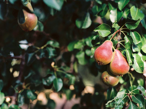 Horizontal image of ripe pears on tree