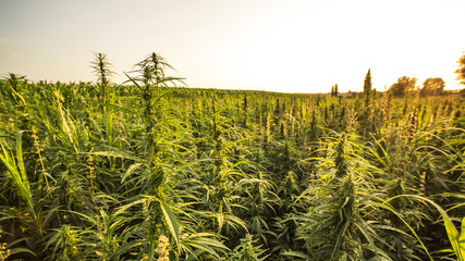 Field landscape with cannabis, used for medical treatment of fatal diseases like cancer, smoking for fun causing addiction, and for industrial use like constructions, textile production, insulation.