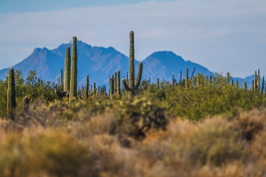 San Nicolas..Sahuaros, Pitahaya, y otras especies de Cactus y matorrales espinos caracter&iacute;sticos del del desierto sonorense por la carretera a Bahia de Kino y  San Nicolas  en Sonora Mexico. .26 dicie