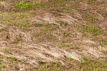 Gras geschnitten
