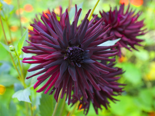 Crimson dahlia blossom.
