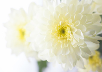 White chrysanthemum flowers