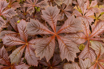Close-up of Giant saxifragaceae (Rodgersia podophylla) plant in Dunvegan on the Isle of Skye, Scotland
