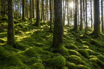 Moss covered ground and tree trunks in a conifer forest with the sun shining through at Loch Awe in Argyll and Bute in Scotland