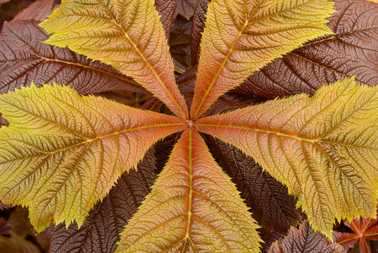 Close-up of Giant saxifragaceae (Rodgersia podophylla) plant in Dunvegan on the Isle of Skye, Scotland