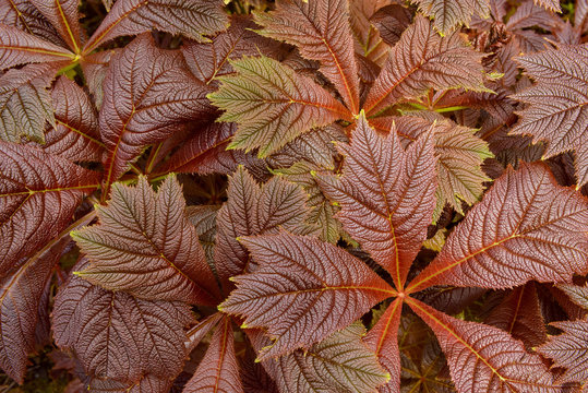 Close-up of Giant saxifragaceae (Rodgersia podophylla) plant in Dunvegan on the Isle of Skye, Scotland