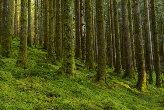 Strong mossy tree trunks and forest floor in a conifer forest at Loch Awe in Argyll and Bute in Scotland