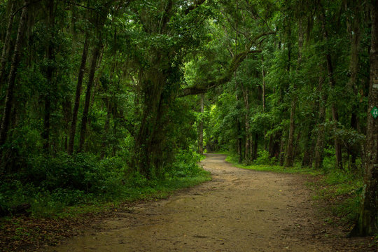 Dirt Path Through Trees