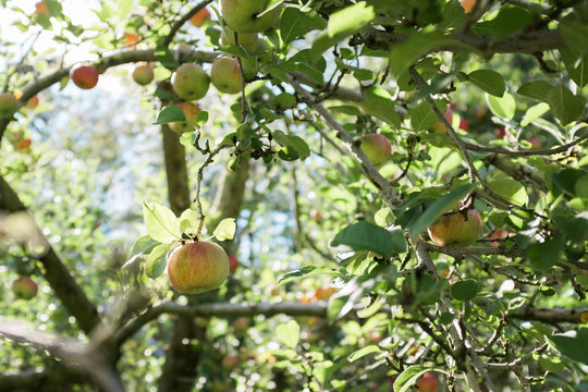 Jonathan apple ripening on a tree.