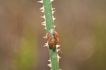 Farbenfrohe Wanze  -  Baumwanze  in der Natur mit braunem Hintergrund