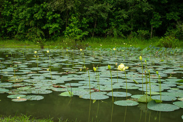 Lily pads on water