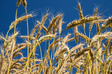 Fototapeta premium Detail of golden barley with blue sky in background