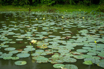 Lily pads on water