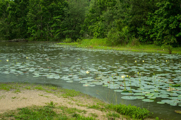 Landscape view with lily pads