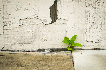Growth through the cracks