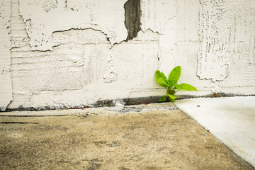 Growth through the cracks