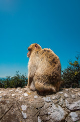 Berberaffe auf Steinmauer