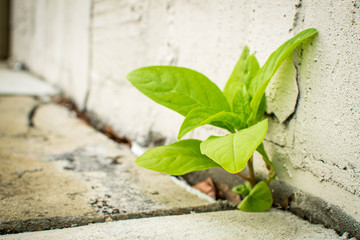 Growth through the cracks
