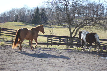 Fototapeta na wymiar Horses on a Farm