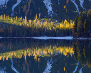 Detail of mountainside with colorful larch trees reflected in Braies Lake in autumn in the Prags Dolomites in South Tyrol, Italy