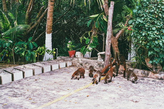 Akumal, Tulum, Coba, Mexico