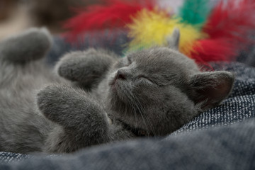 British shorthair kitten an child