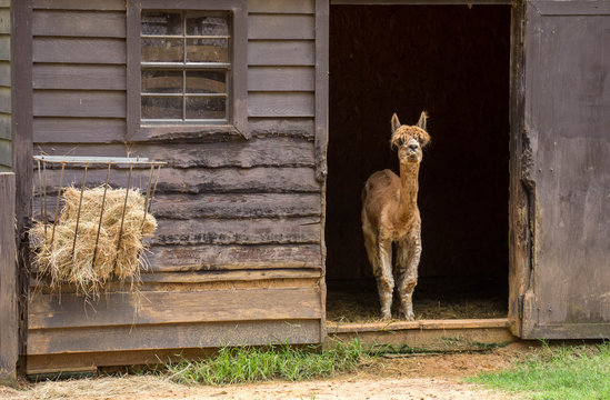 Small llama in shed