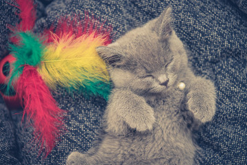 British shorthair kitten 