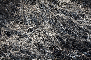 Burnt grass
