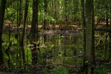 Trees growing in swamp