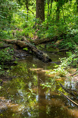 Creek with fallen log