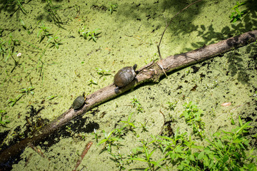 Turtles straddling log