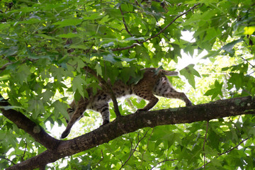 Bobcat walking on limb