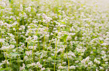 The field of blooming buckwheat