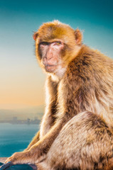 Naklejka premium Hochkant Makakenportrait bei Sonnenuntergang