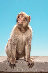 Naklejka premium Heroisches Affenportrait in Gibraltar