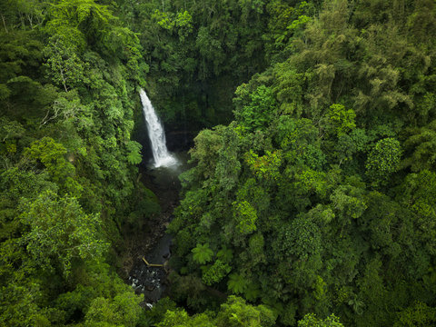 A Waterfall in a Jungle Forest