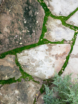 Green Moss Growing Between Flagstones