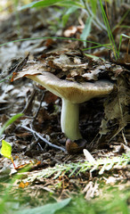 white mushroom under the foliag