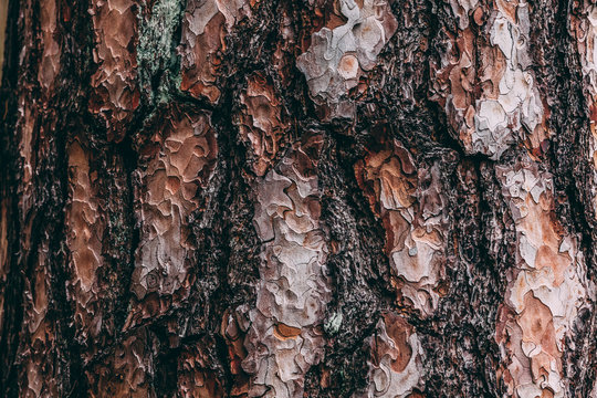 Pine tree trunk with bark closeup