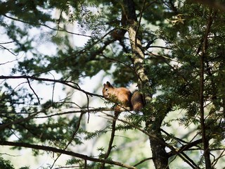 Red Squirrel, Sciurus vulgaris, Finland