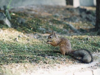 Red Squirrel, Sciurus vulgaris, Finland