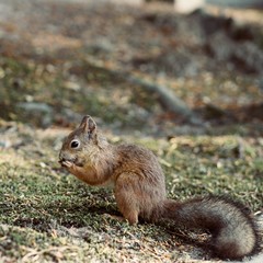 Red Squirrel, Sciurus vulgaris, Finland